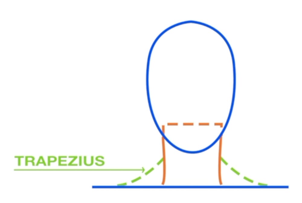 Front view diagram showing trapezius muscles connecting to head and shoulders with neck placement