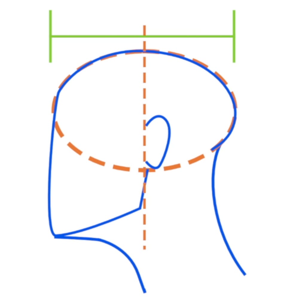 Profile view showing ear placement at halfway point of skull width divided into thirds