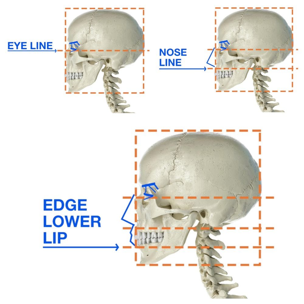 Skull profile showing division method for facial features with eye line, nose line, and lower lip placement marked with rectangles