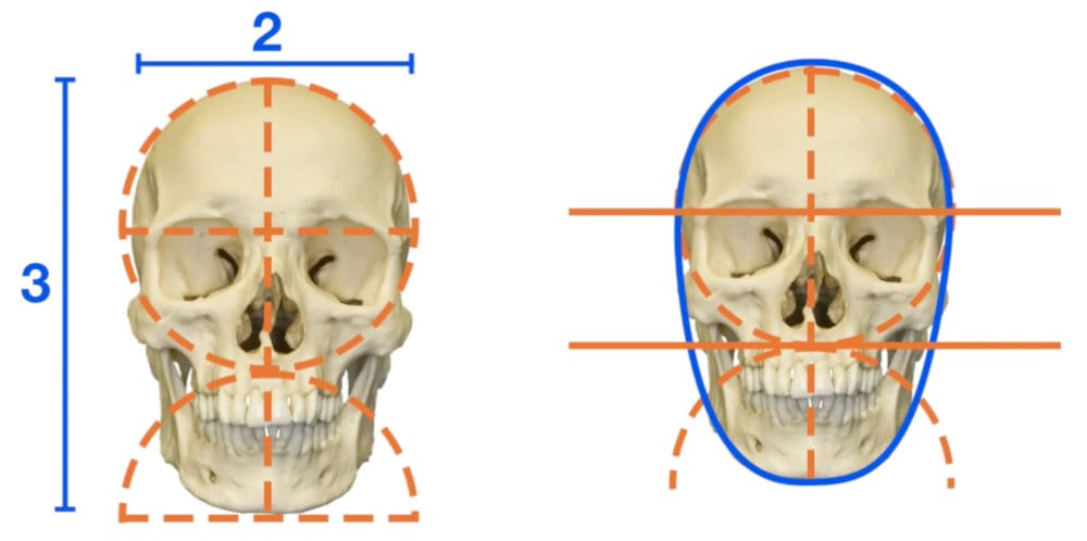 Skull front view showing the 2:3 proportion ratio with construction lines, helping artists understand head drawing structure.