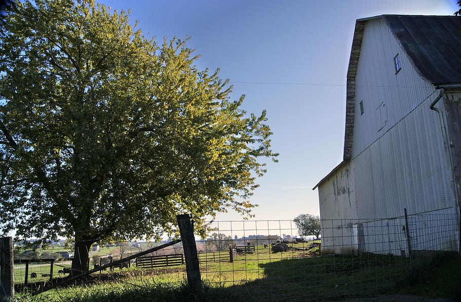 Reference photo of a large tree beside a white barn, showing strong light and shadow patterns for practicing tree and sky hole painting.