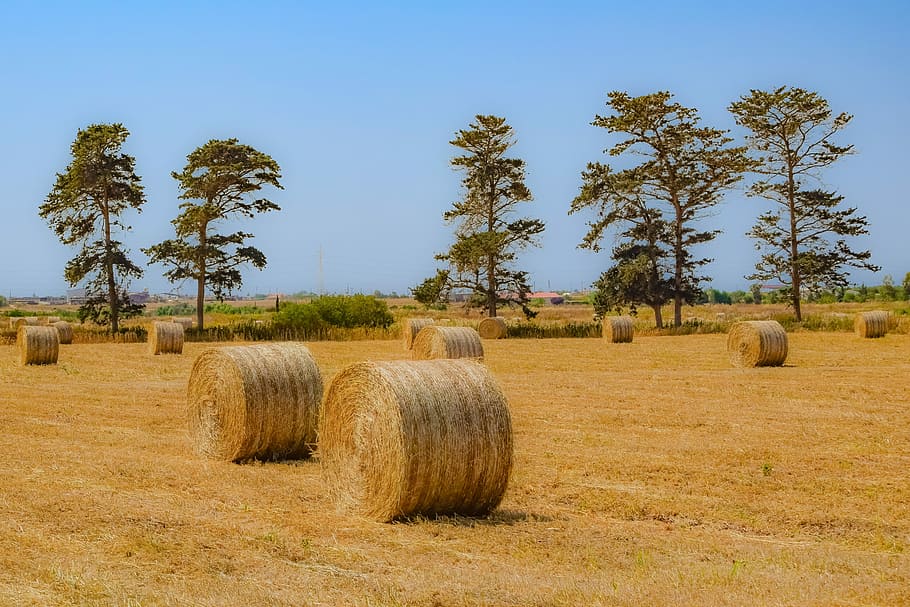 Open field with hay bales and distant trees, showing clear spacing and simplified shapes for tree and sky hole painting exercises.
