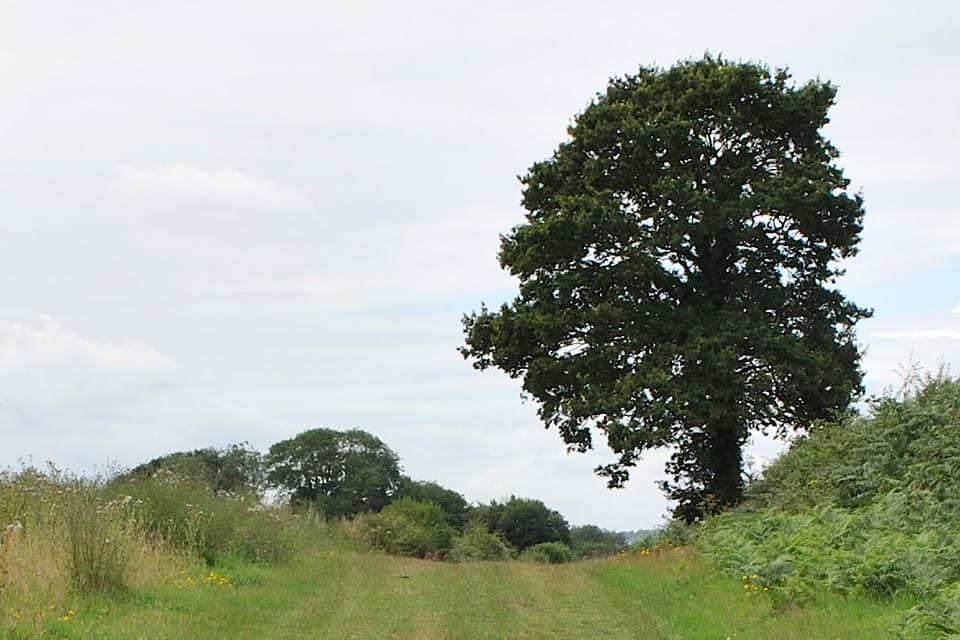Landscape reference of a single tree in an open field with a distant barn, perfect for practicing balanced sky holes and vertical plane design.
