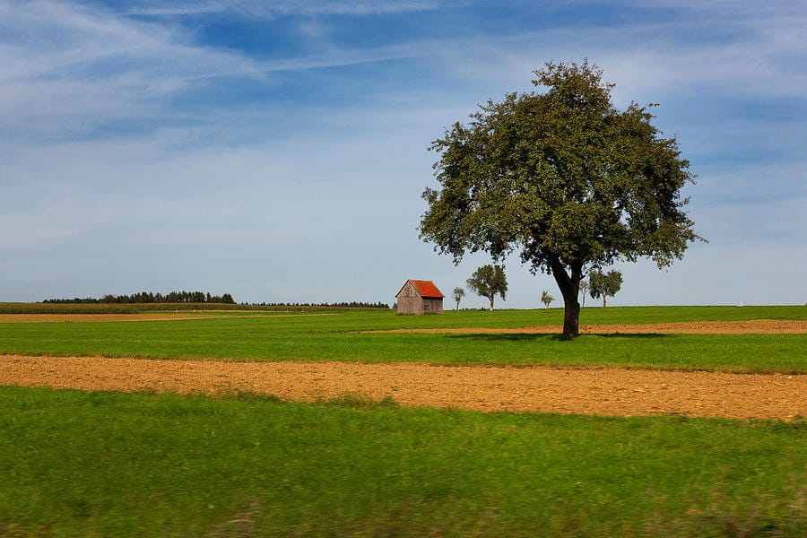 Reference photo of a lone tree along a grassy path under soft light, ideal for studying simplified tree shapes and sky hole placement.