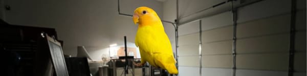 Hand drawing a loose, sketchy parrot perched on a shoulder during a demo