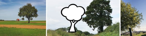 Tree & Sky Hole Assignment hero image